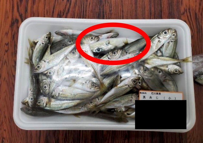 A package of mackerels with a fugu that looks similar in between.