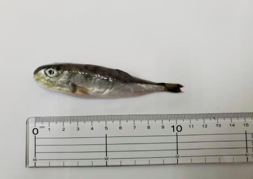 A dead fugu on a white background measuring roughly 10cm.